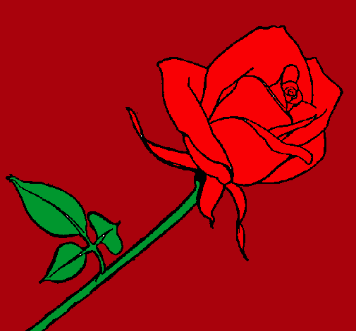 Rosa