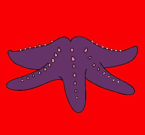 Estrella de mar