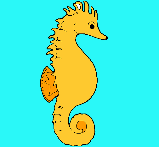 Caballito de mar