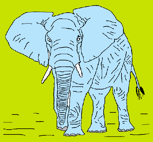 Elefante