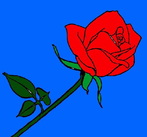 Rosa