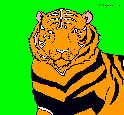 Tigre