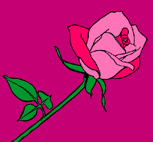 Rosa