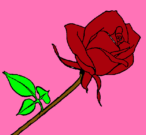 Rosa