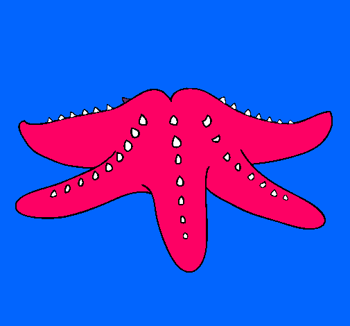 Estrella de mar