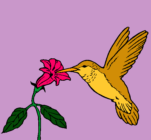 Colibrí y una flor