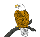 Dibujo Águila en una rama pintado por AGUILA