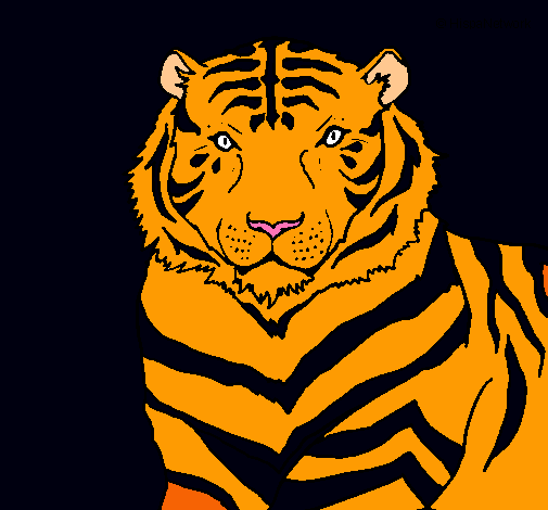 Tigre