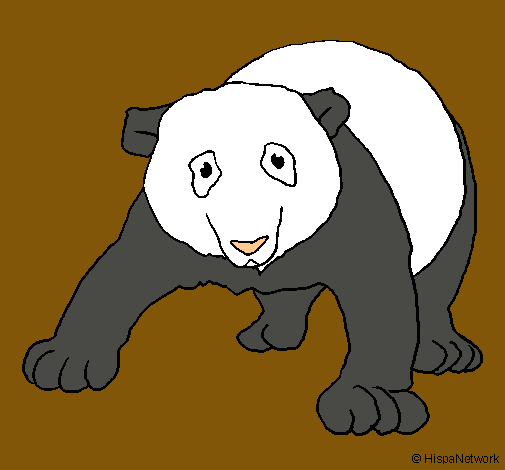 Oso panda