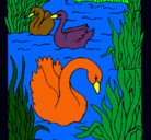 Dibujo Cisnes pintado por mgt62
