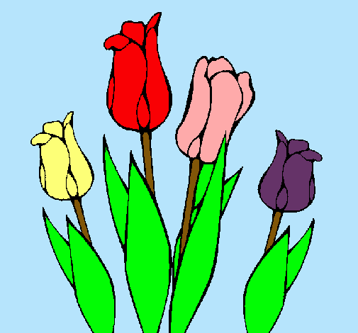 Tulipanes