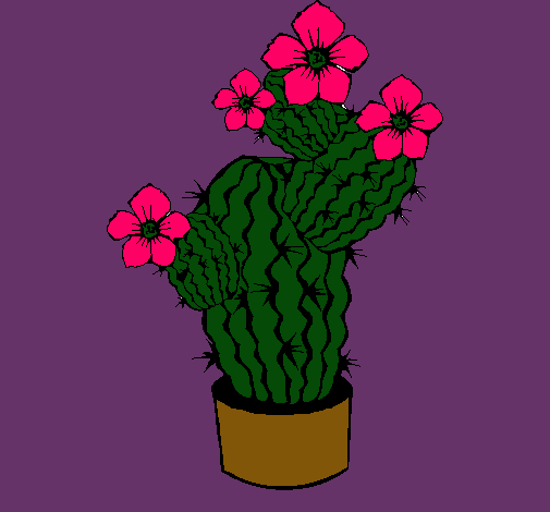 Flores de cactus