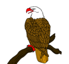 Dibujo Águila en una rama pintado por pablo