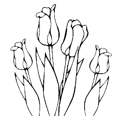 Tulipanes