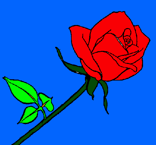 Rosa