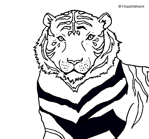 Tigre