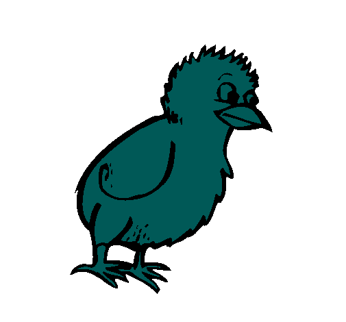 Pollito