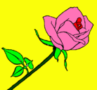 Dibujo Rosa pintado por mariam