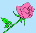 Dibujo Rosa pintado por mili