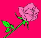 Dibujo Rosa pintado por lucía