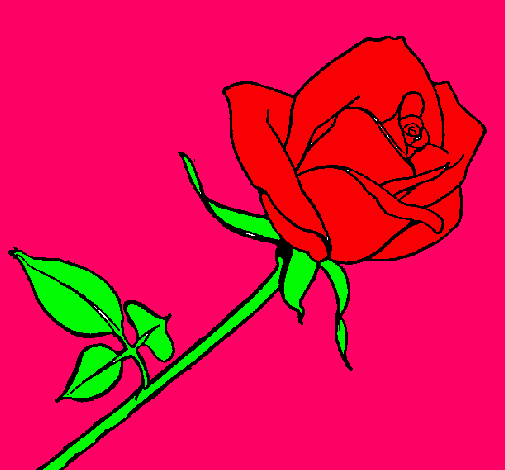 Rosa