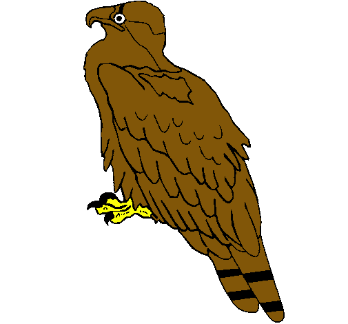 Águila