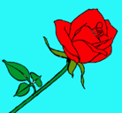 Dibujo Rosa pintado por alison