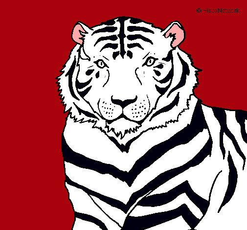 Tigre