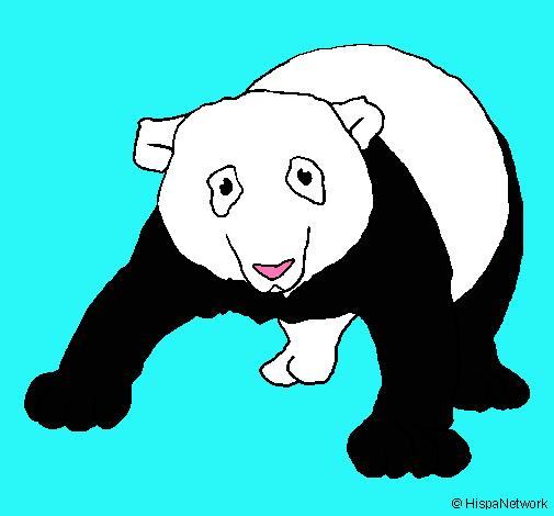 Oso panda