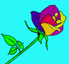 Dibujo Rosa pintado por caroliyrobertito
