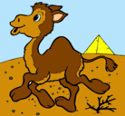 Dibujo Camello pintado por jhomar