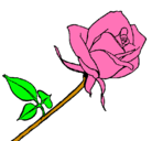 Dibujo Rosa pintado por julia