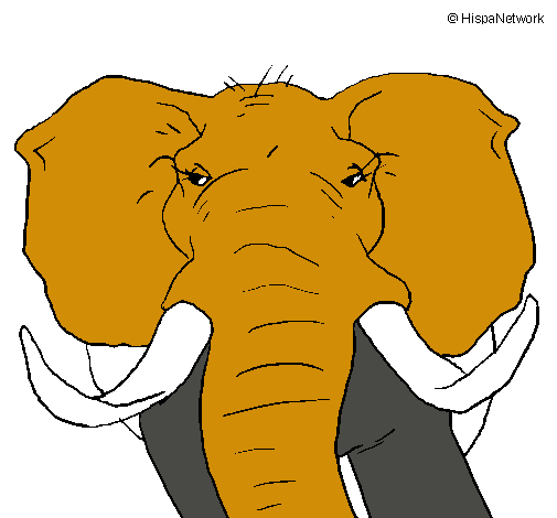 Elefante africano