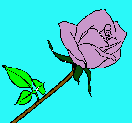 Rosa