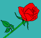 Dibujo Rosa pintado por raquel