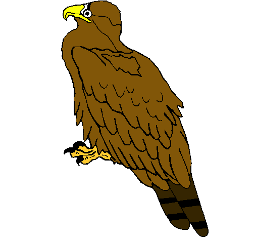 Águila