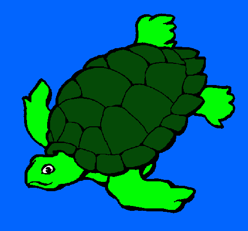 Tortuga