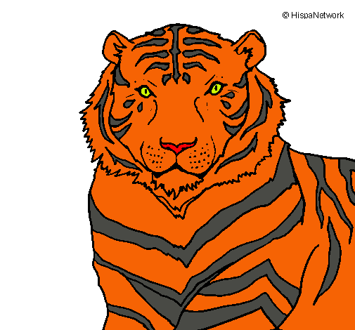 Tigre