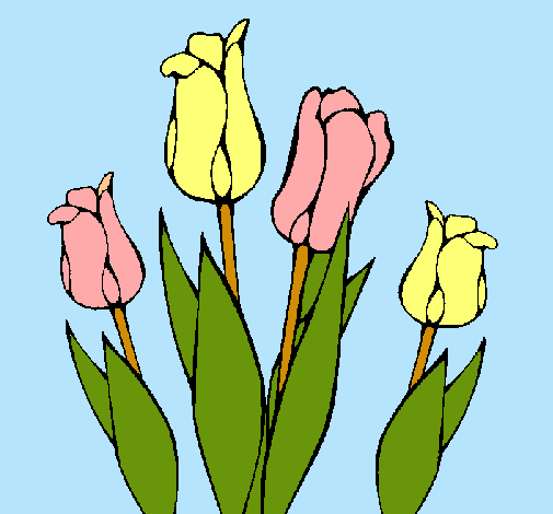 Tulipanes