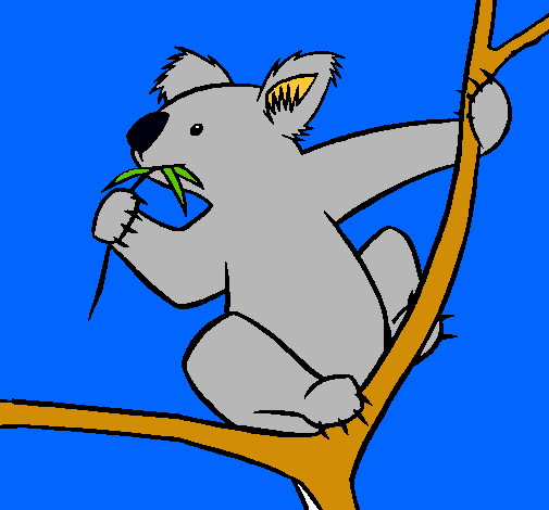 Koala