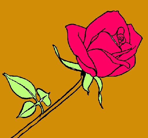 Rosa