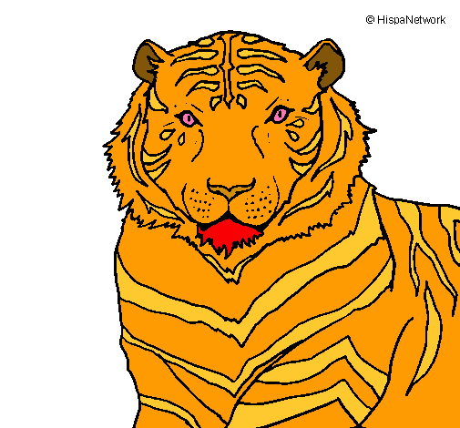 Tigre