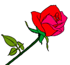 Dibujo Rosa pintado por rosa