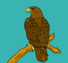 Dibujo Águila en una rama pintado por juanpaulo