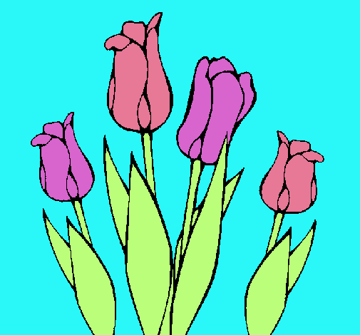 Tulipanes