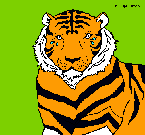 Tigre