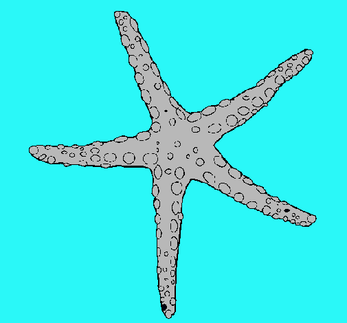 Estrellita de mar