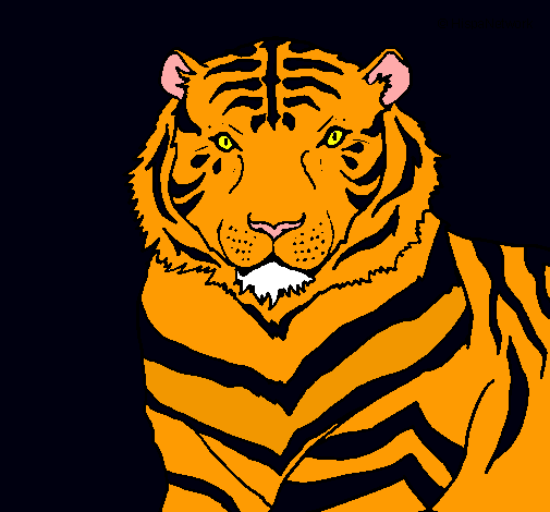 Tigre