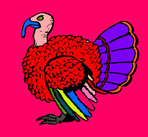 Pavo 