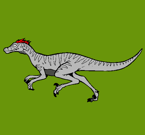 Velociraptor